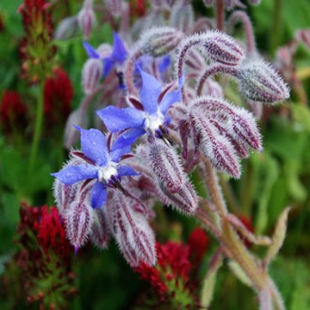 Borage (Borago Officinalis)